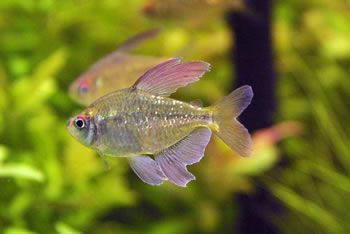 Diamond Tetra